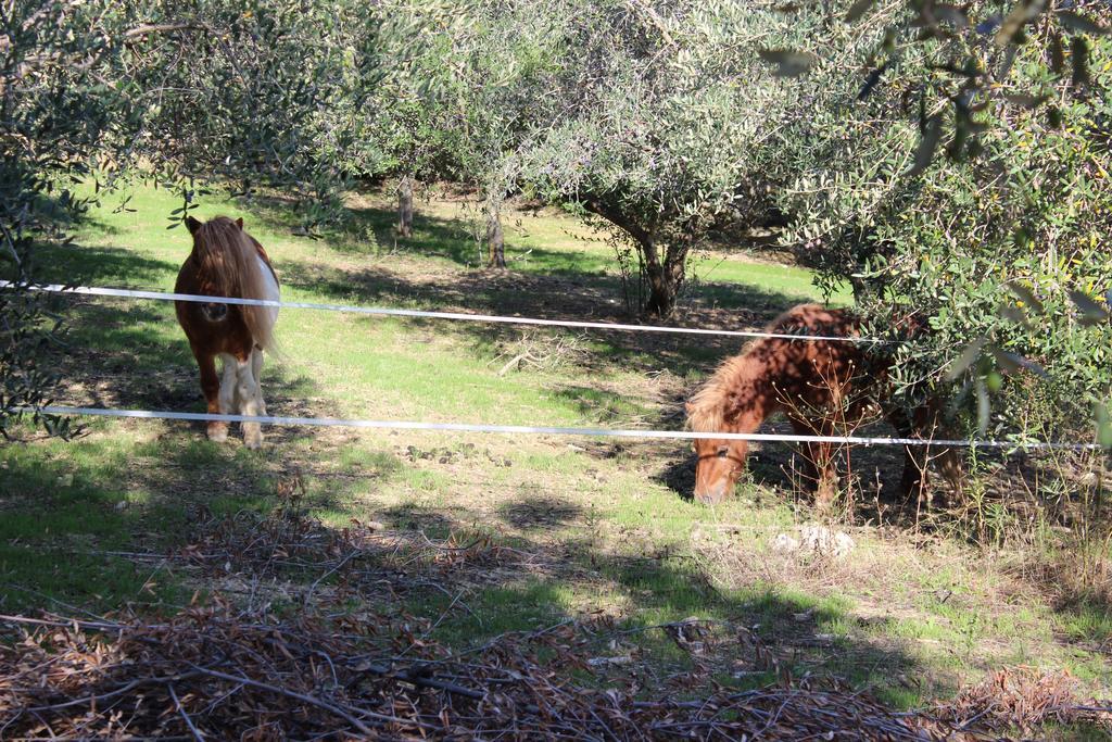 Casale Delle Rose B&B Fattoria Montepagano エクステリア 写真