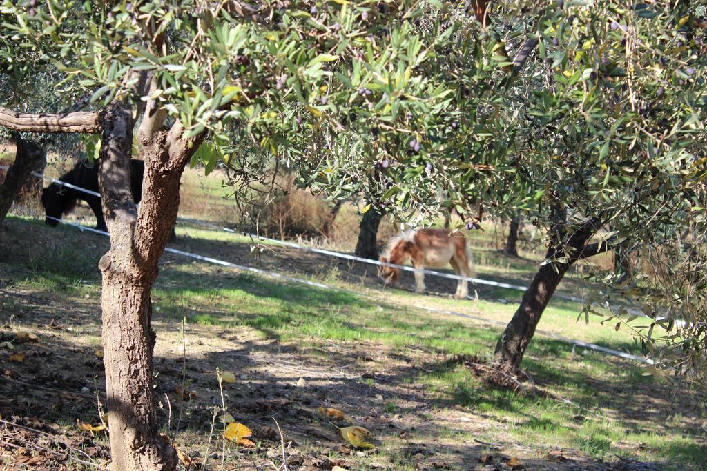 Casale Delle Rose B&B Fattoria Montepagano エクステリア 写真